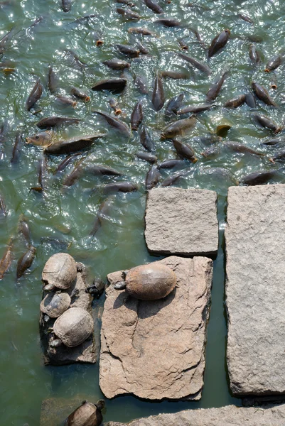 Tartarugas em rochas e muitas carpas — Fotografia de Stock