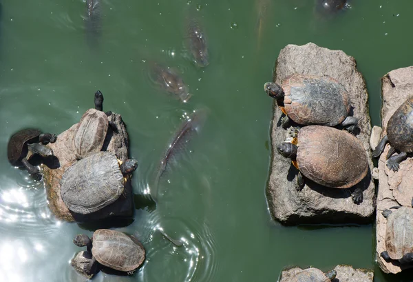 Solbad sköldpaddor — Stockfoto