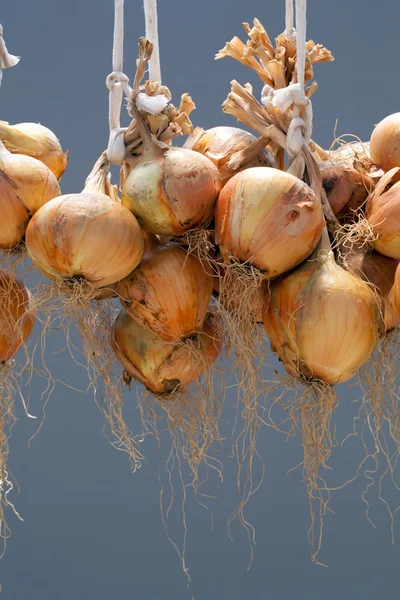 Hängande bunt av lök — Stockfoto