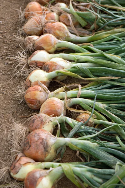 Ripe harvested onion on the field — Stock Photo, Image