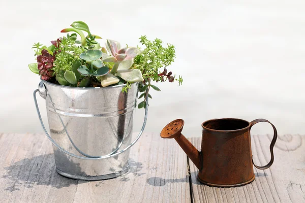 水まき缶を持つ植物します。 — ストック写真