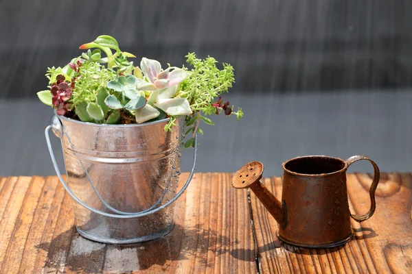 Potted plant and watering can — Stock Photo, Image