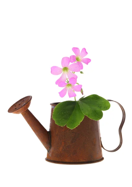 Pequeña flor rosa en lata de riego en miniatura — Foto de Stock