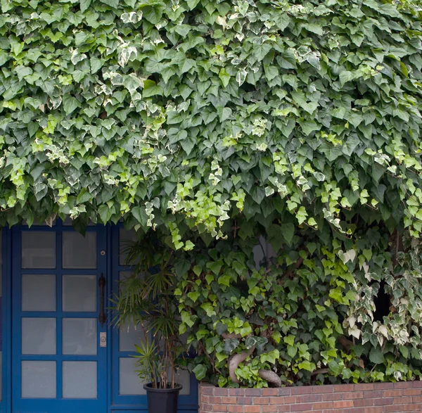 Ivy ve kapı — Stok fotoğraf