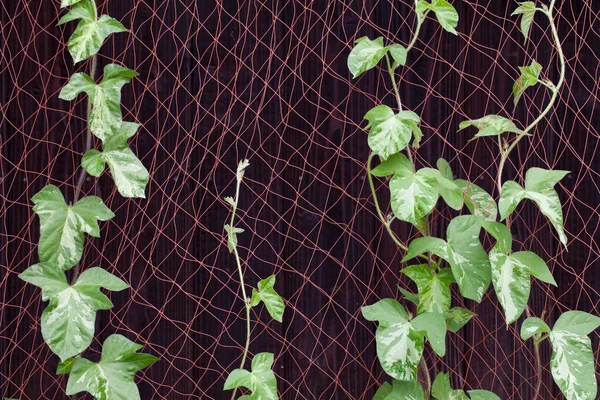 Morning glory vine — Stock Photo, Image