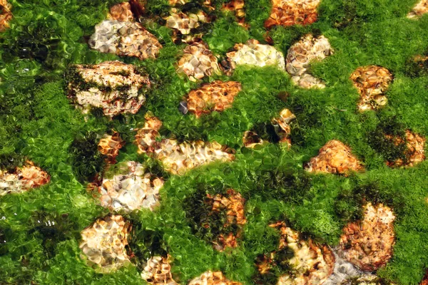 Planta de algas — Fotografia de Stock