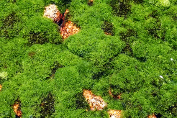 Planta de algas — Foto de Stock