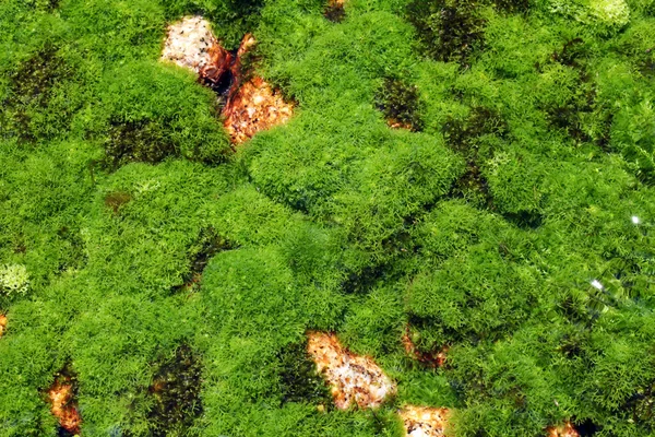 Algae plant — Stock Photo, Image