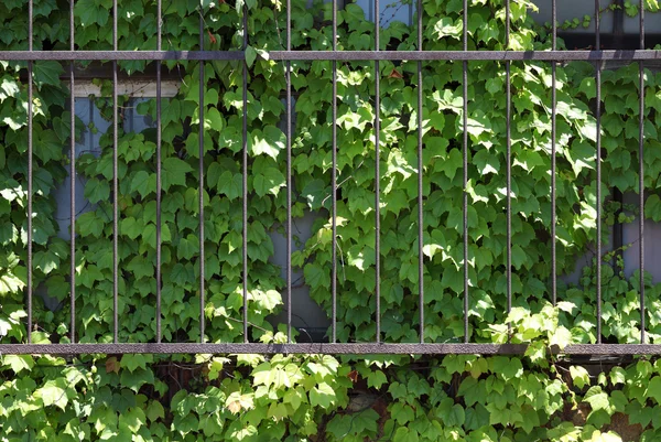 Ivy ile kaplı penceresi — Stok fotoğraf