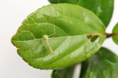 peygamber devesi larva