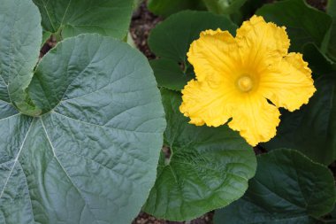 Tarlada kabak çiçeği