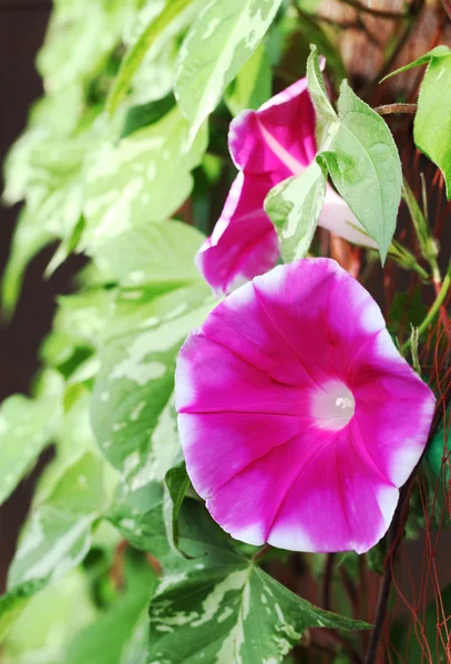 Květ svlačec — Stock fotografie