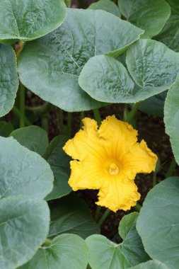 Tarlada kabak çiçeği