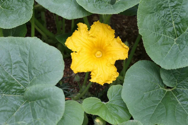 Pumpkin flower in the field — Stock Photo, Image