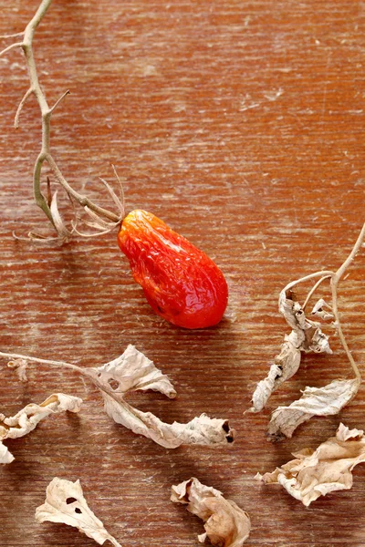 Mini tomate seco — Foto de Stock