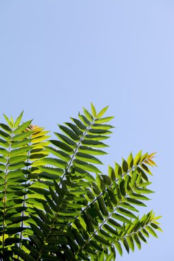 Yeşil yapraklı dal