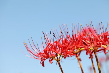 Spider lily and blue sky clipart