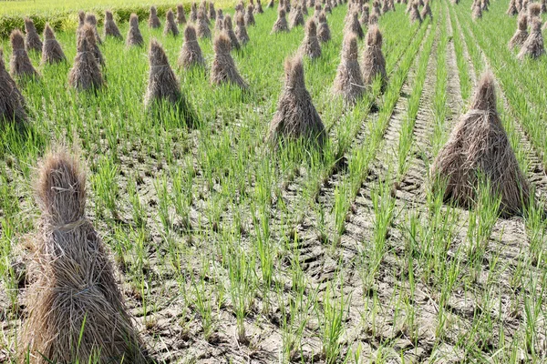 Paja de arroz en tierras de cultivo — Foto de Stock