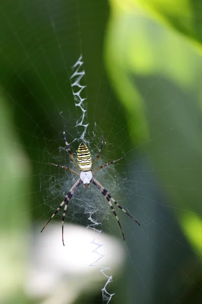 Wasp spider — Stock Image Wasp spider Stock Photo