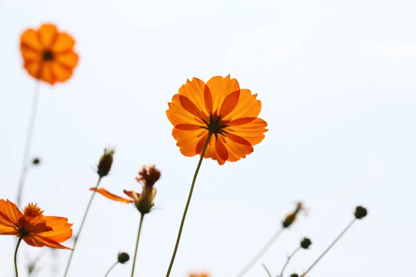 Fiori del cosmo — Foto Stock