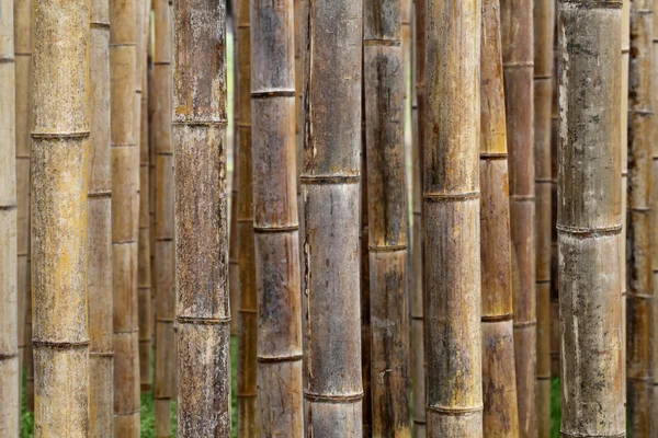 Floresta de bambu perto — Fotografia de Stock