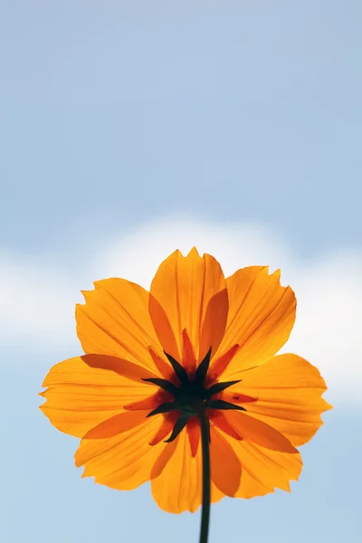 Cosmo fiore contro un cielo blu — Foto Stock