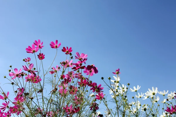 Cosmos Flores contra el cielo azul — Foto de Stock
