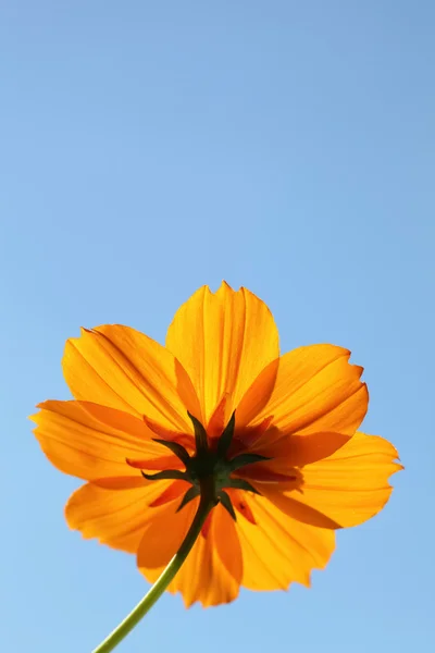 Cosmos flor contra cielo azul claro — Foto de Stock