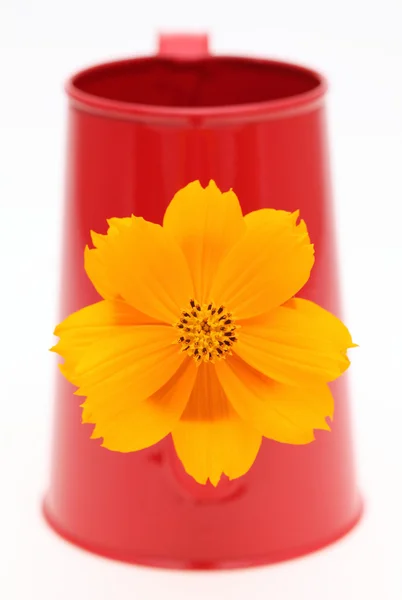 Cosmos flower in a watering can — Stock Photo, Image