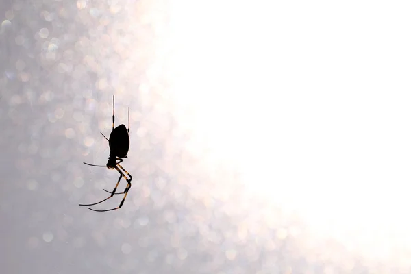 Golden-web spider — Stock Photo, Image