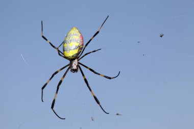 Golden web spider