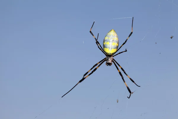 Golden-web spider — Stock Photo, Image