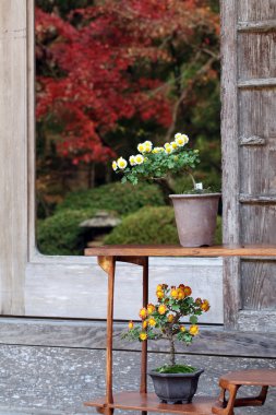 Bonsai çiçek ve ağaç