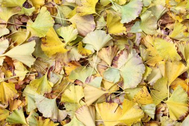 ginkgo ağacının yaprakları