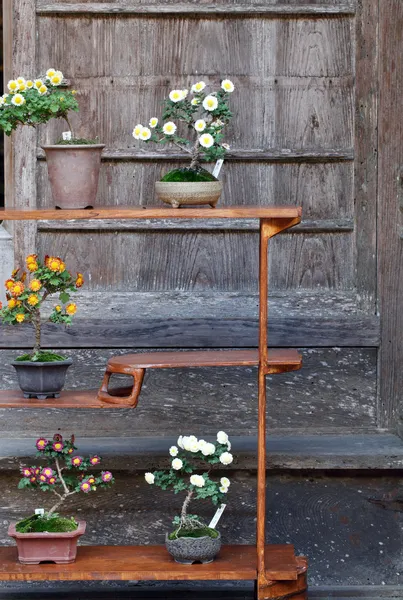 Bonsai flower and tree — Stock Photo, Image