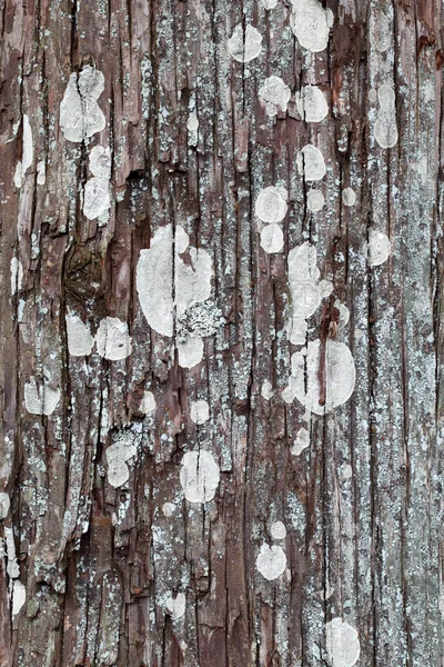 Wood thuja tree — Stock Photo, Image