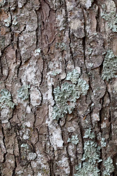 Pine tree surface — Stock Photo, Image