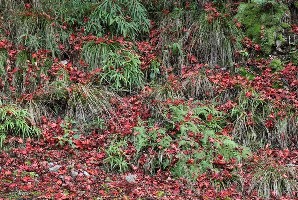 Düşen akçaağaç yaprakları — Stok fotoğraf