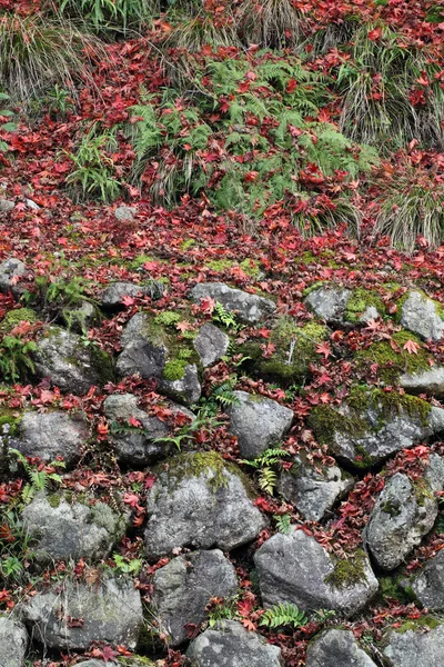 Feuilles d'érable tombées au sol — Photo