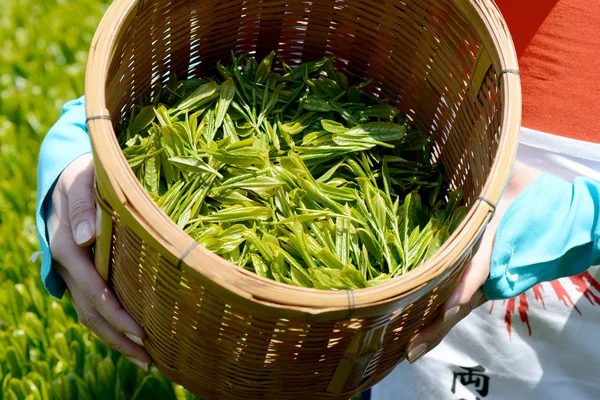 Harvesting green tea leaves — Stock Photo, Image