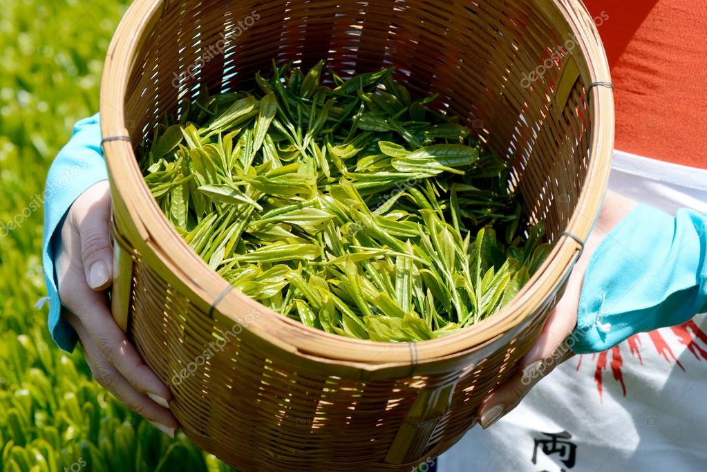 Harvesting green tea leaves — Stock Photo © akiyoko74 36381473