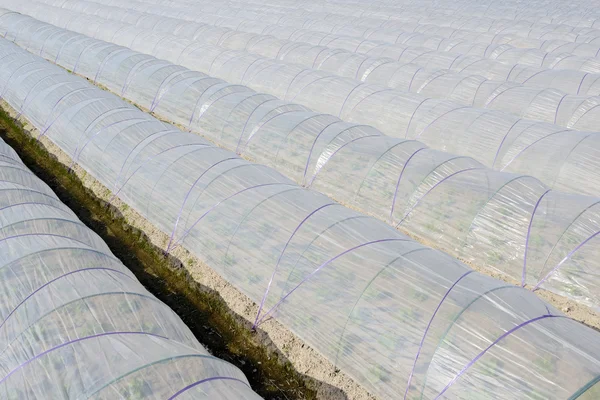 Plastic greenhouse — Stock Photo, Image