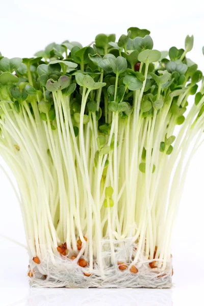 Radish sprout — Stock Photo, Image