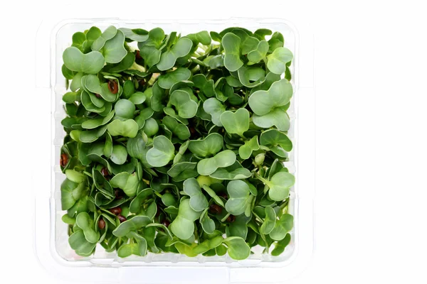 Radish sprouts in a plastic container — Stock Photo, Image