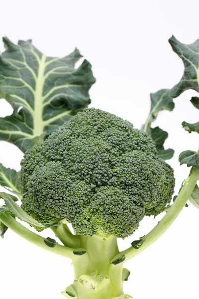 Resh brócoli crudo — Foto de Stock