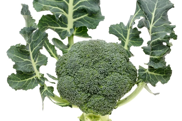 Resh brócoli crudo — Foto de Stock