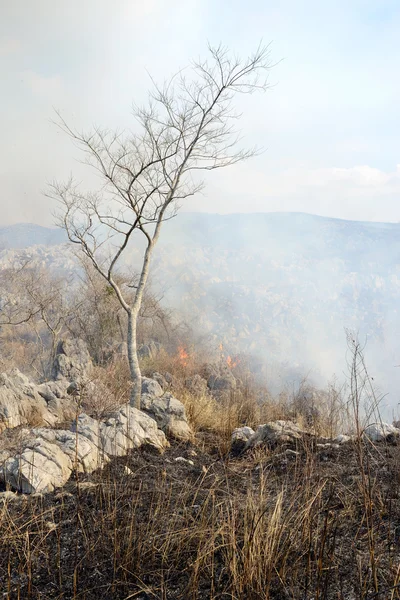 Bush brand op de berg — Stockfoto