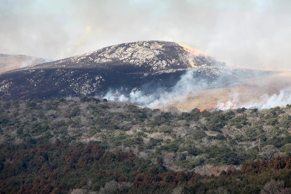 Bush brand op de berg — Stockfoto