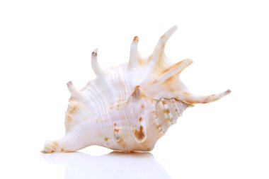 dikenli Deniz kabuğu