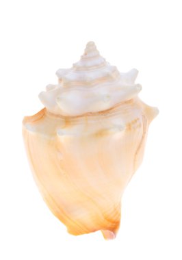 çivili deniz kabuğu